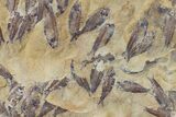 Fossil Fish (Gosiutichthys) Mortality Plate - Lake Gosiute #130095-3